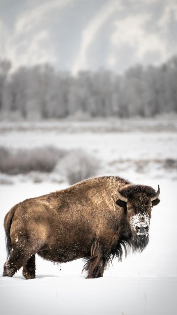 bison, winter, snow Wallpaper 640x1136