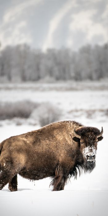 bison, winter, snow Wallpaper 720x1440