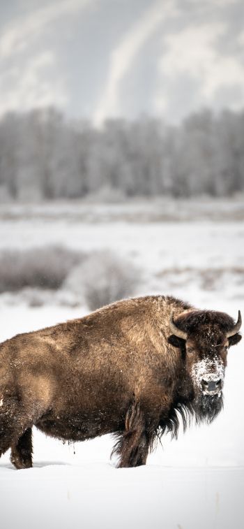 bison, winter, snow Wallpaper 1284x2778
