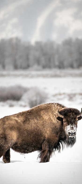 bison, winter, snow Wallpaper 1080x2400