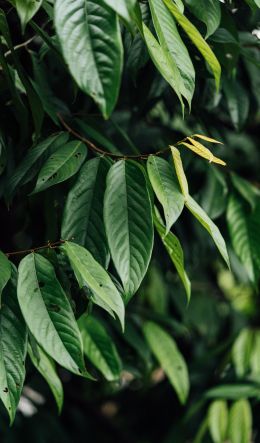 leaves, green Wallpaper 600x1024