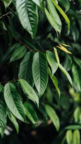 leaves, green Wallpaper 640x1136