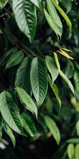 leaves, green Wallpaper 720x1440