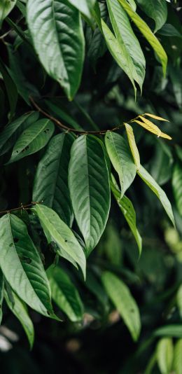 leaves, green Wallpaper 1080x2220