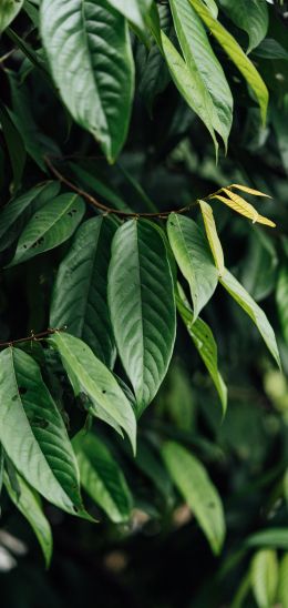 leaves, green Wallpaper 1080x2280