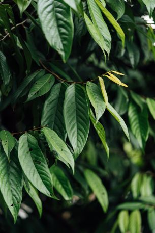 leaves, green Wallpaper 640x960