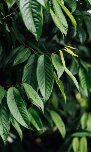 leaves, green Wallpaper 1200x2000