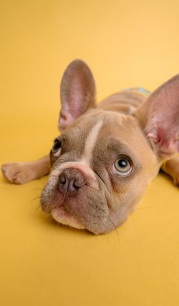 french bulldog, bulldog, pet Wallpaper 600x1024