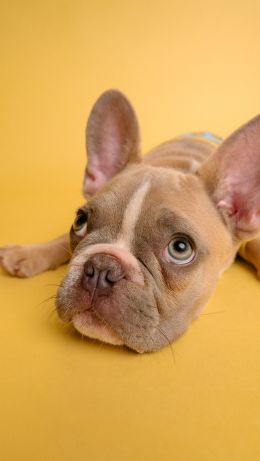 french bulldog, bulldog, pet Wallpaper 640x1136