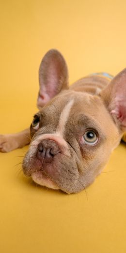 french bulldog, bulldog, pet Wallpaper 720x1440