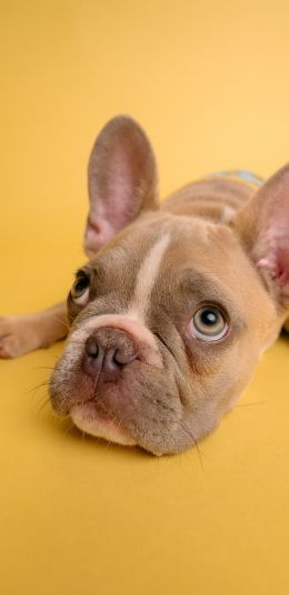 french bulldog, bulldog, pet Wallpaper 1080x2220