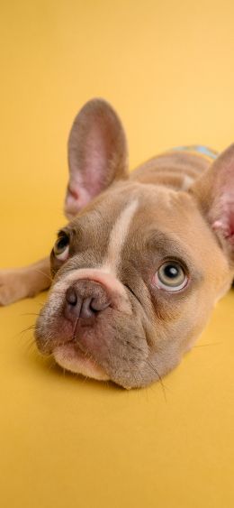 french bulldog, bulldog, pet Wallpaper 1080x2340