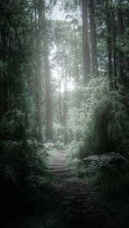 Gora Dandenong, Victoria, Australia Wallpaper 640x1136