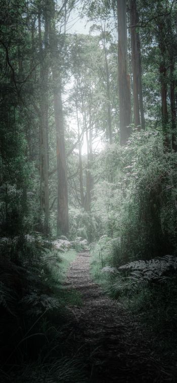 Обои 828x1792 гора Данденонг, Виктория, Австралия