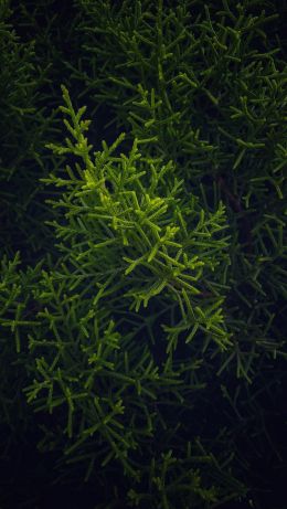 green, cypress, coniferous Wallpaper 640x1136