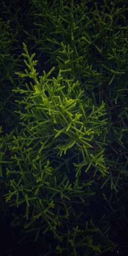 green, cypress, coniferous Wallpaper 720x1440