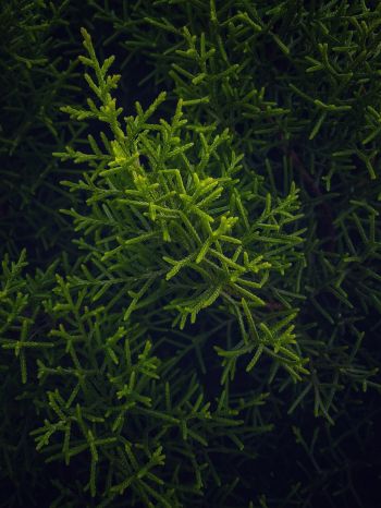 green, cypress, coniferous Wallpaper 1620x2160