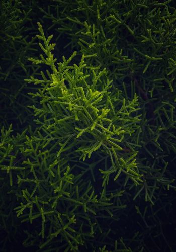green, cypress, coniferous Wallpaper 1668x2388