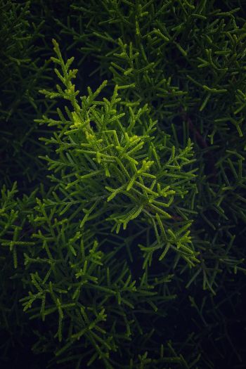 green, cypress, coniferous Wallpaper 640x960