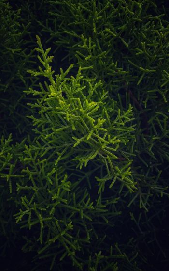 green, cypress, coniferous Wallpaper 1752x2800