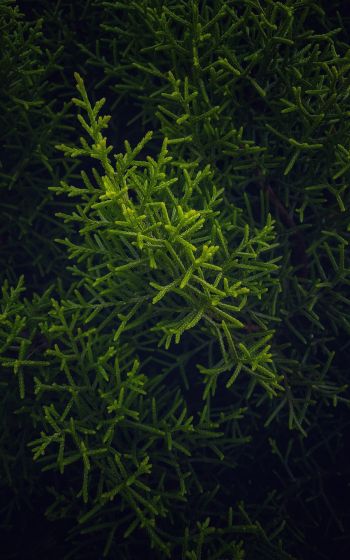 green, cypress, coniferous Wallpaper 1200x1920