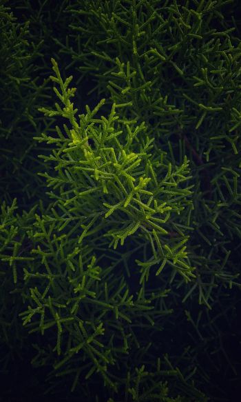 green, cypress, coniferous Wallpaper 1200x2000