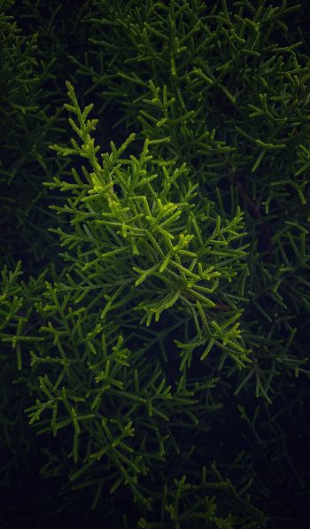 green, cypress, coniferous Wallpaper 600x1024