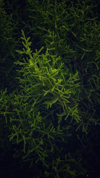 green, cypress, coniferous Wallpaper 640x1136