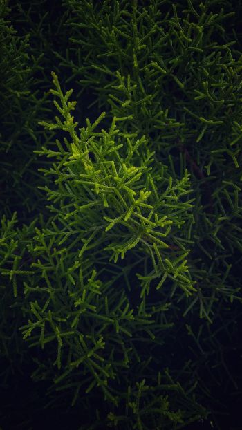 green, cypress, coniferous Wallpaper 750x1334