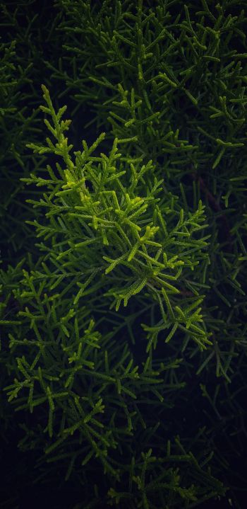 green, cypress, coniferous Wallpaper 1080x2220