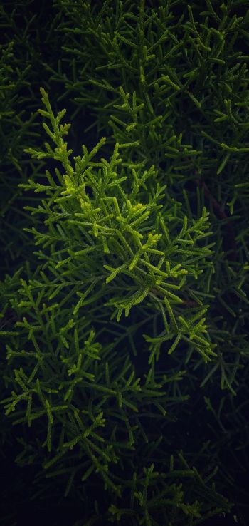 green, cypress, coniferous Wallpaper 1080x2280