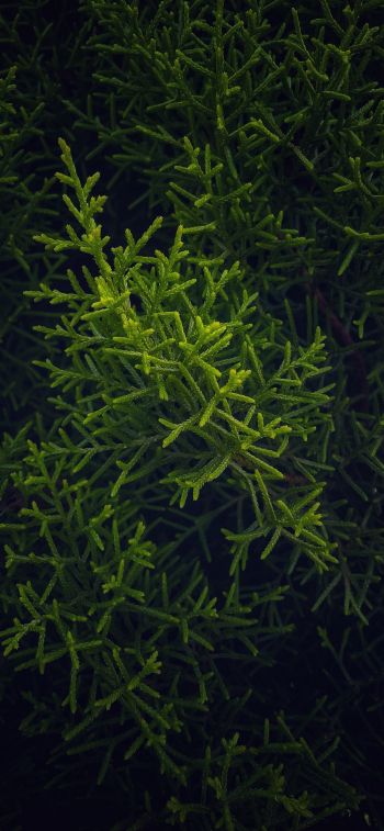 green, cypress, coniferous Wallpaper 1125x2436