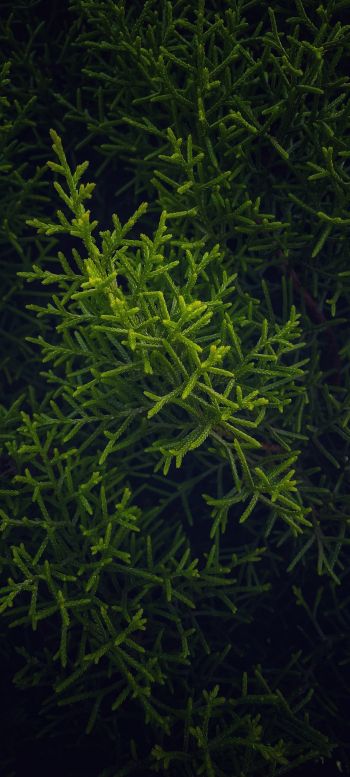 green, cypress, coniferous Wallpaper 720x1600