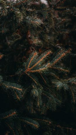 pine, spruce, branches Wallpaper 640x1136