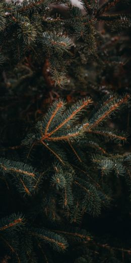 pine, spruce, branches Wallpaper 720x1440