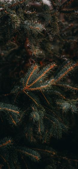 pine, spruce, branches Wallpaper 1080x2340