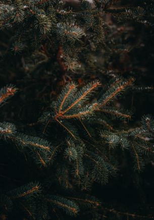 pine, spruce, branches Wallpaper 1668x2388