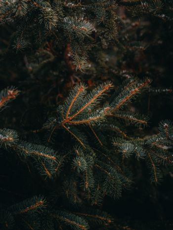 pine, spruce, branches Wallpaper 1668x2224