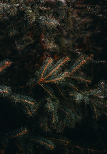pine, spruce, branches Wallpaper 1640x2360