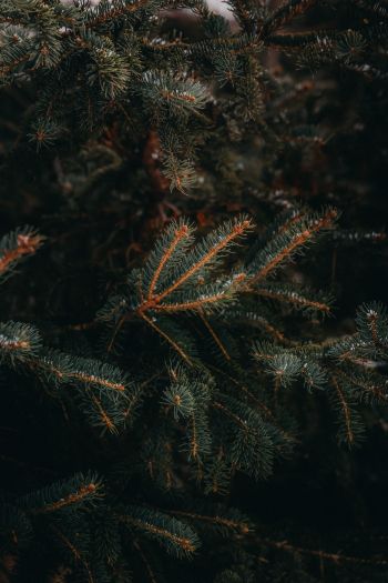 pine, spruce, branches Wallpaper 640x960