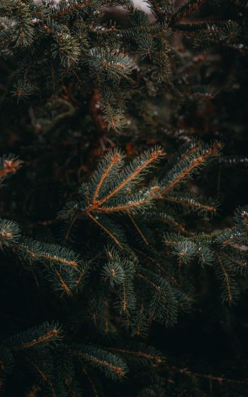 pine, spruce, branches Wallpaper 1752x2800