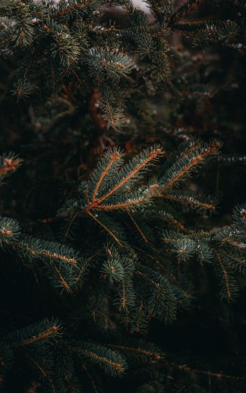 pine, spruce, branches Wallpaper 1600x2560