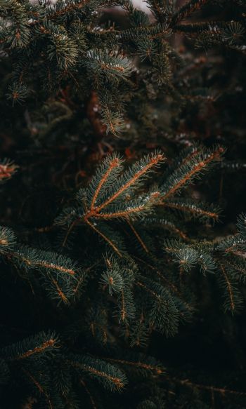 pine, spruce, branches Wallpaper 1200x2000