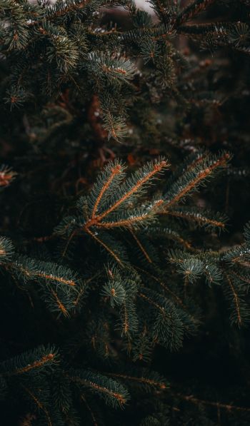 pine, spruce, branches Wallpaper 600x1024