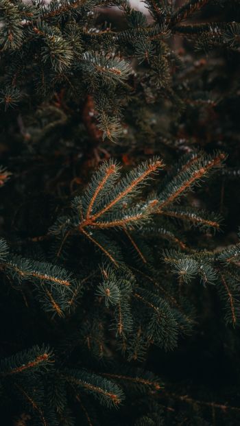 pine, spruce, branches Wallpaper 640x1136