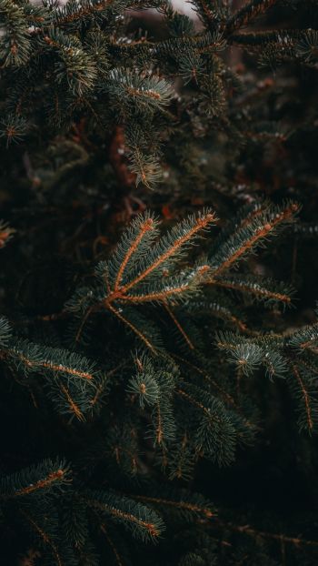 pine, spruce, branches Wallpaper 750x1334