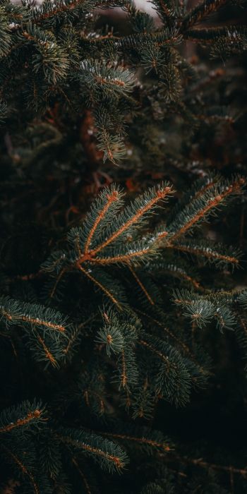 pine, spruce, branches Wallpaper 720x1440