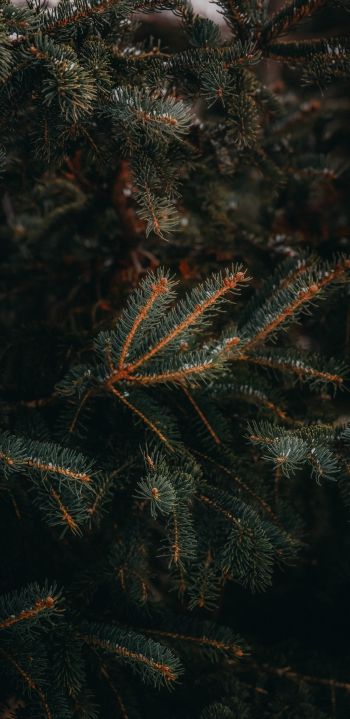 pine, spruce, branches Wallpaper 1080x2220