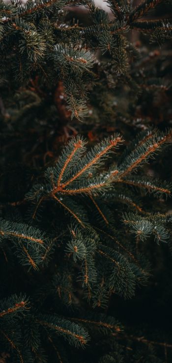pine, spruce, branches Wallpaper 1080x2280