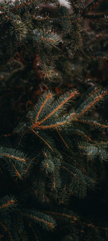 pine, spruce, branches Wallpaper 1440x3200